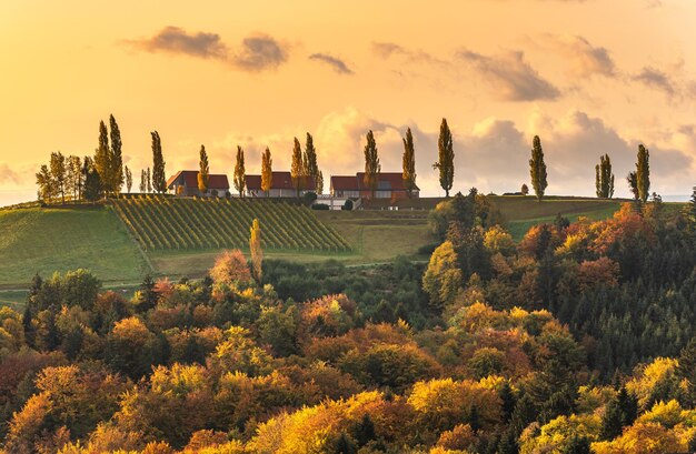 south-styria-vineyards-landscape-tuscany-austria-sunrise-autumn-colorful-trees-vieyard_1048944-5400539 (1) .jpg