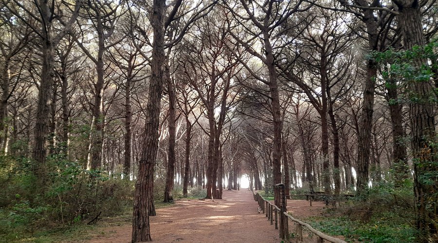 Tombolo di Cecina Nature Reserve